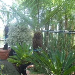 Boomvaren (Dicksonia Antarctica) 20 Boomvaren (Dicksonia Antarctica) -Aanbiedingen Bloem Land Winkel dicksonia antarctica 100 120stam