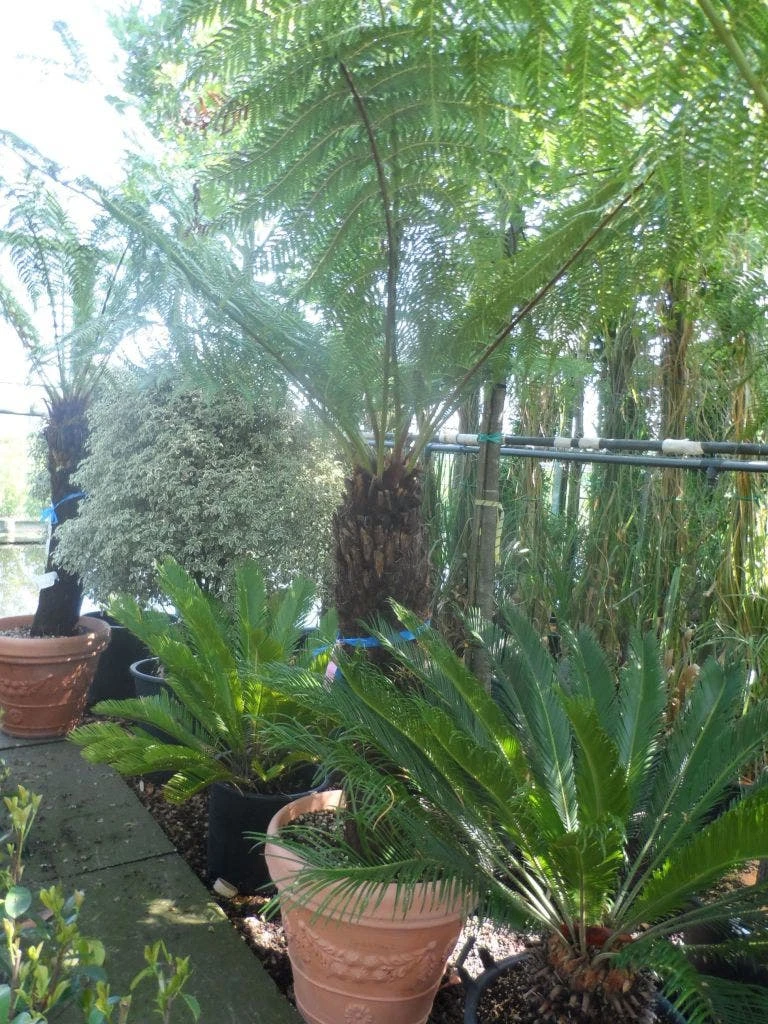 Boomvaren (Dicksonia Antarctica) 9 Boomvaren (Dicksonia Antarctica) - Afbeelding 7