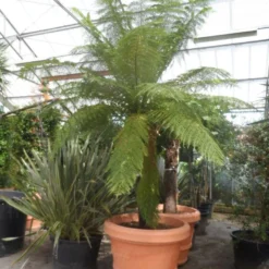 Boomvaren (Dicksonia Antarctica) 21 Boomvaren (Dicksonia Antarctica) -Aanbiedingen Bloem Land Winkel dicksonia antarctica 160stam extra