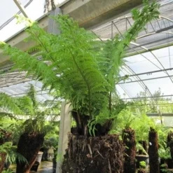 Boomvaren (Dicksonia Antarctica) 25 Boomvaren (Dicksonia Antarctica) -Aanbiedingen Bloem Land Winkel dicksonia antarctica 4