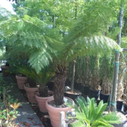 Boomvaren (Dicksonia Antarctica) 18 Boomvaren (Dicksonia Antarctica) -Aanbiedingen Bloem Land Winkel dicksonia antarctica 70 80stam