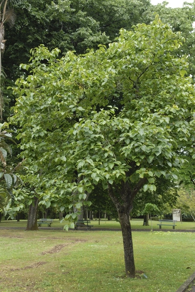 Kaki (Diospyros Kaki) 3 Kaki (Diospyros Kaki)