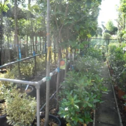 Kaki (Diospyros Kaki) 19 Kaki (Diospyros Kaki) -Aanbiedingen Bloem Land Winkel diospyros kaki halfstam 12 14