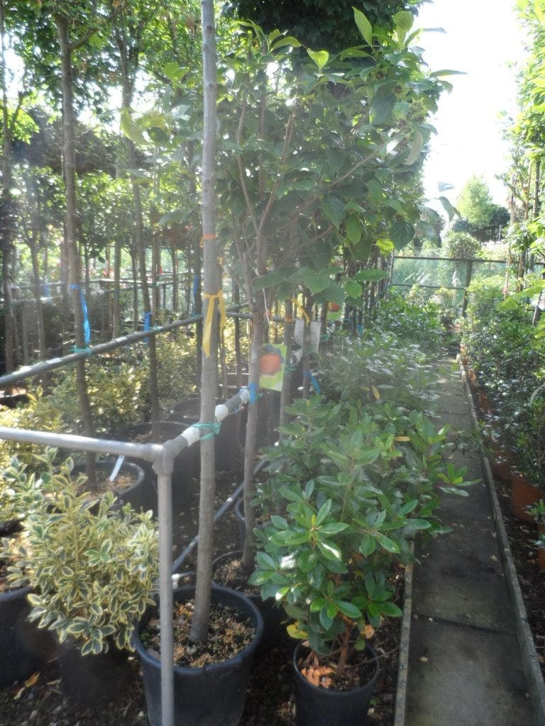 Kaki (Diospyros Kaki) 10 Kaki (Diospyros Kaki) - Afbeelding 8