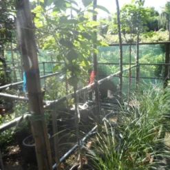 Kaki (Diospyros Kaki) 18 Kaki (Diospyros Kaki) -Aanbiedingen Bloem Land Winkel diospyros kaki halfstam 5 6 8 c10