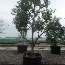 Kaki (Diospyros Kaki) 21 Kaki (Diospyros Kaki) -Aanbiedingen Bloem Land Winkel diospyros kaki muscat solitair