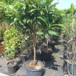 Japanse Mispel Als Boom (Eriobotrya Japonica) -Aanbiedingen Bloem Land Winkel eriobotrya japonica 60stam c30