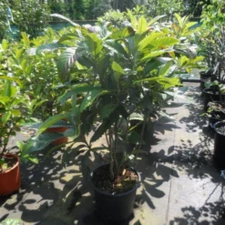 Japanse Mispel Als Boom (Eriobotrya Japonica) -Aanbiedingen Bloem Land Winkel eriobotrya japonica 80 100 125 c35