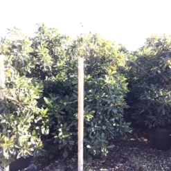 Japanse Mispel (Eriobotrya Japonica 'Coppertone') -Aanbiedingen Bloem Land Winkel eriobotryacoppertone