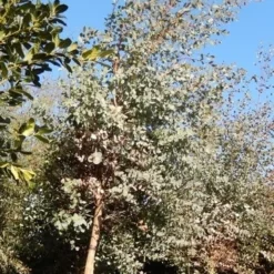 Eucalyptus Als Boom (Eucalyptus Gunnii) -Aanbiedingen Bloem Land Winkel eucalypthus gunii 10 12 2