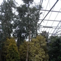 Eucalyptus Als Boom (Eucalyptus Gunnii) -Aanbiedingen Bloem Land Winkel eucalyptus