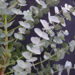 Winterharde Eucalyptus (Eucalyptus Gunnii 'Azura') -Aanbiedingen Bloem Land Winkel eucalyptus azura 2