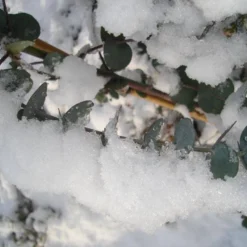 Winterharde Eucalyptus (Eucalyptus Gunnii 'Azura') -Aanbiedingen Bloem Land Winkel eucalyptus azura hardy