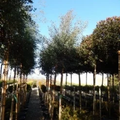 Eucalyptus Als Boom (Eucalyptus Gunnii) -Aanbiedingen Bloem Land Winkel eucalyptus gunnii 12 14 2