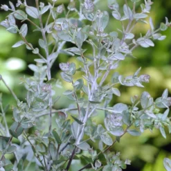 Eucalyptus Als Boom (Eucalyptus Gunnii) -Aanbiedingen Bloem Land Winkel eucalyptus gunnii 2