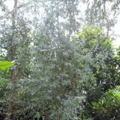 Winterharde Gomboom (Eucalyptus Gunnii) -Aanbiedingen Bloem Land Winkel eucalyptus gunnii struikvorm c500