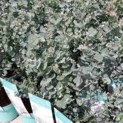 Winterharde Eucalyptus (Eucalyptus Gunnii 'Azura') -Aanbiedingen Bloem Land Winkel eucalyptusazura01