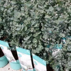 Winterharde Eucalyptus (Eucalyptus Gunnii 'Azura') -Aanbiedingen Bloem Land Winkel eucalyptusazura02