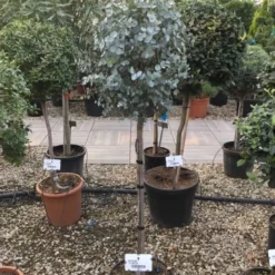 Eucalyptus Op Stam (Eucalyptus Gunnii) -Aanbiedingen Bloem Land Winkel eucalytus gunni 80cm stam