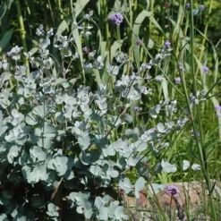 Eucalyptus Als Boom (Eucalyptus Gunnii) -Aanbiedingen Bloem Land Winkel eugunnii 8