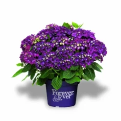 Hortensia Paars (Hydrangea 'Forever&Ever') 7 Hortensia Paars (Hydrangea 'Forever&Ever') -Aanbiedingen Bloem Land Winkel f e packshot purple rgb