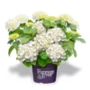 Hortensia Wit (Hydrangea 'Forever&Ever') -Aanbiedingen Bloem Land Winkel f e packshot white rgb