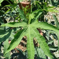 Vingerplant (Fatsia Polycarpa 'Green Fingers') -Aanbiedingen Bloem Land Winkel fatisa polycarpa green fingers 2 1
