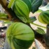Vijg (Ficus Carica 'Panache') -Aanbiedingen Bloem Land Winkel ficus caira panachee 1