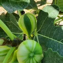 Vijg Op Stam (Ficus Carica 'Panache') -Aanbiedingen Bloem Land Winkel ficus caira panachee 2 1
