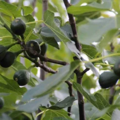Vijg (Ficus Carica) -Aanbiedingen Bloem Land Winkel ficus carica 1