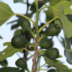 Vijg (Ficus Carica) -Aanbiedingen Bloem Land Winkel ficus carica 2