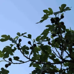 Vijg Op Stam (Ficus Carica) 20 Vijg Op Stam (Ficus Carica) -Aanbiedingen Bloem Land Winkel ficus carica 3