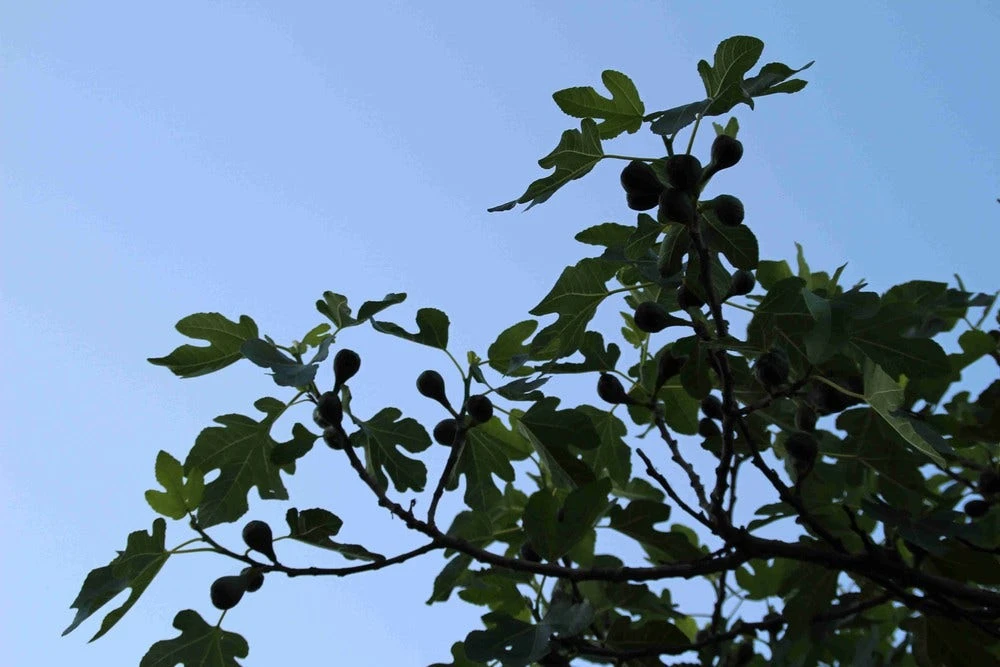 Vijg Op Stam (Ficus Carica) 11 Vijg Op Stam (Ficus Carica) - Afbeelding 9