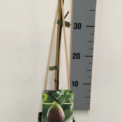 Vijg (Ficus Carica) -Aanbiedingen Bloem Land Winkel ficus carica 50 60 c2