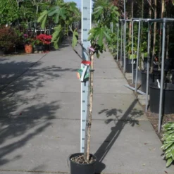 Vijg Op Stam (Ficus Carica) 19 Vijg Op Stam (Ficus Carica) -Aanbiedingen Bloem Land Winkel ficus carica halfstam c15