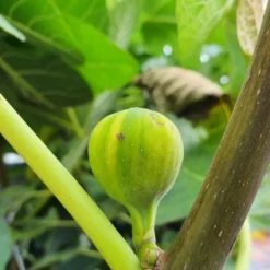 Vijg (Ficus Carica 'Panache') -Aanbiedingen Bloem Land Winkel ficuscaricapanache01