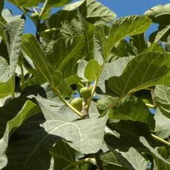 Vijg (Ficus Carica 'Panache') -Aanbiedingen Bloem Land Winkel ficuscaricavi