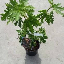 Vijg (Ficus Carica 'Ice Crystal') -Aanbiedingen Bloem Land Winkel ficusicecrystal03