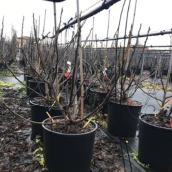 Vijg (Ficus Carica 'Panache') -Aanbiedingen Bloem Land Winkel ficuspanache