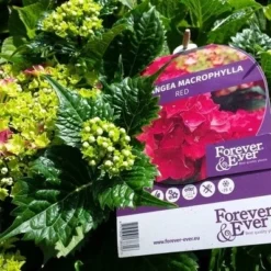 Hortensia Rood (Hydrangea 'Forever&Ever') 17 Hortensia Rood (Hydrangea 'Forever&Ever') -Aanbiedingen Bloem Land Winkel foreverandever red01b