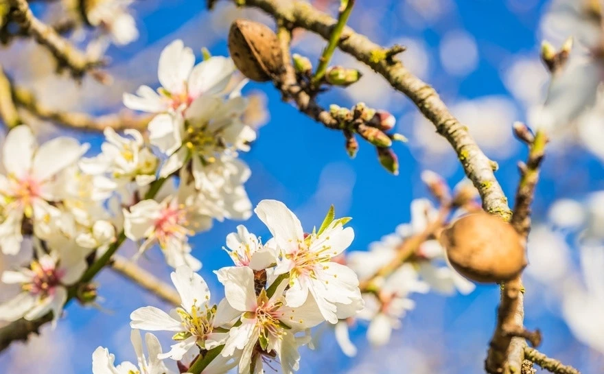 Amandelboom (Prunus Dulcis) 3 Amandelboom (Prunus Dulcis)