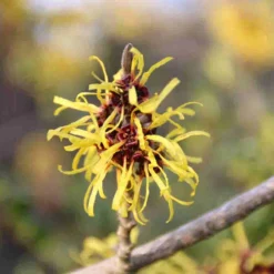 Toverhazelaar (Hamamelis Mollis 'Pallida') 12 Toverhazelaar (Hamamelis Mollis 'Pallida') -Aanbiedingen Bloem Land Winkel hamamelis mollis pallida