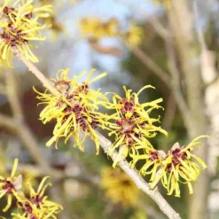 Aanbiedingen Bloem Land Winkel 15 Toverhazelaar (Hamamelis Mollis 'Pallida')