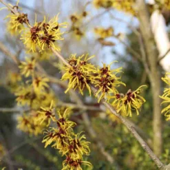 Toverhazelaar (Hamamelis Mollis 'Pallida') 14 Toverhazelaar (Hamamelis Mollis 'Pallida') -Aanbiedingen Bloem Land Winkel hamamelis mollis pallida 3