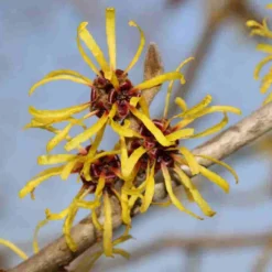 Toverhazelaar (Hamamelis Mollis 'Pallida') 11 Toverhazelaar (Hamamelis Mollis 'Pallida') -Aanbiedingen Bloem Land Winkel hamamelis mollis pallida 4