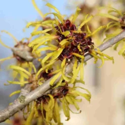 Aanbiedingen Bloem Land Winkel -Aanbiedingen Bloem Land Winkel hamamelis mollis pallida 5
