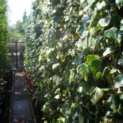 Kaukasische Klimop (Hedera Colchica 'Dentata Variegata') -Aanbiedingen Bloem Land Winkel hedera colchica dentata variegata 200 250 c15