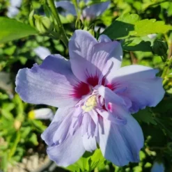 Altheastruik (Hibiscus Syriacus 'Blue Chiffon') 10 Altheastruik (Hibiscus Syriacus 'Blue Chiffon') -Aanbiedingen Bloem Land Winkel hibiscis blue chiffon 1