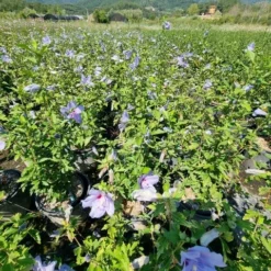 Altheastruik (Hibiscus Syriacus 'Blue Chiffon') 13 Altheastruik (Hibiscus Syriacus 'Blue Chiffon') -Aanbiedingen Bloem Land Winkel hibiscis blue chiffon 4