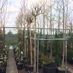 Altheastruik Als Boom (Hibiscus Syriacus 'Oiseau Blue') -Aanbiedingen Bloem Land Winkel hibiscus